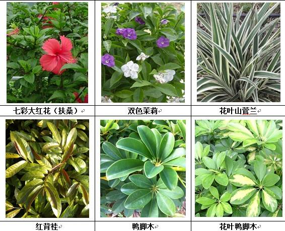 垂直绿化应用案例、方法、植物全解析