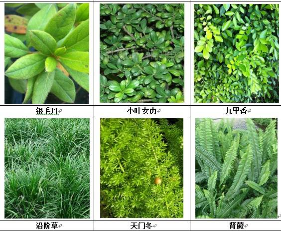 垂直绿化应用案例、方法、植物全解析