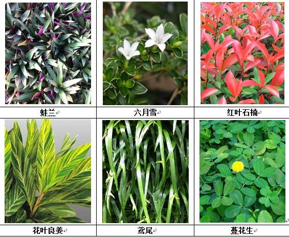 垂直绿化应用案例、方法、植物全解析