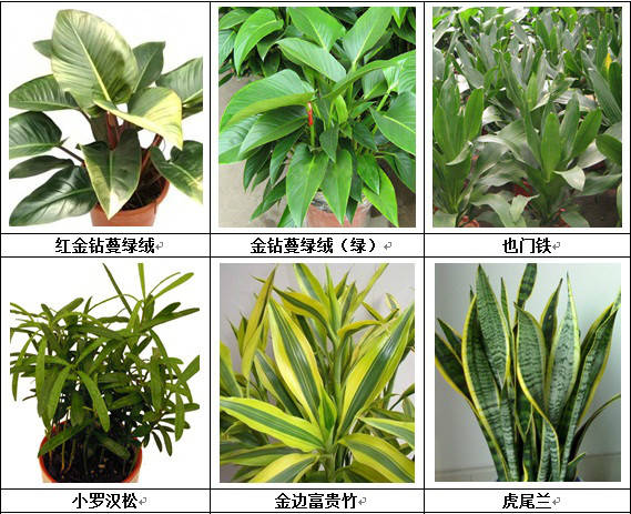 垂直绿化应用案例、方法、植物全解析