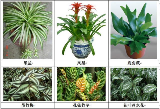 垂直绿化应用案例、方法、植物全解析