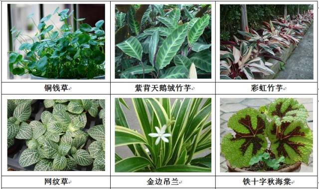 垂直绿化应用案例、方法、植物全解析