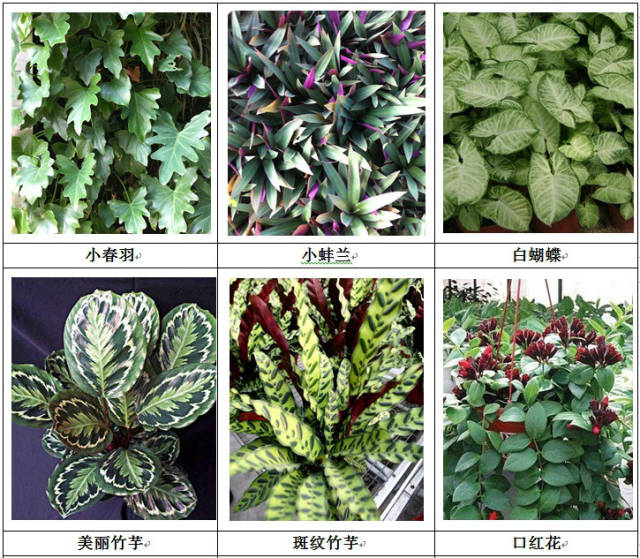 垂直绿化应用案例、方法、植物全解析