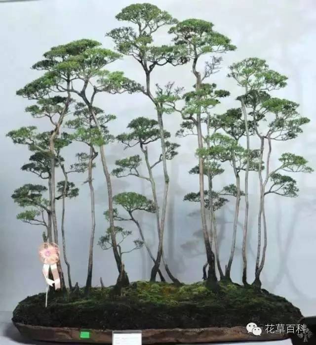 丛林式的盆景艺术，亮瞎了！