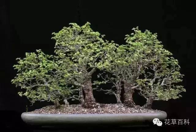 丛林式的盆景艺术，亮瞎了！