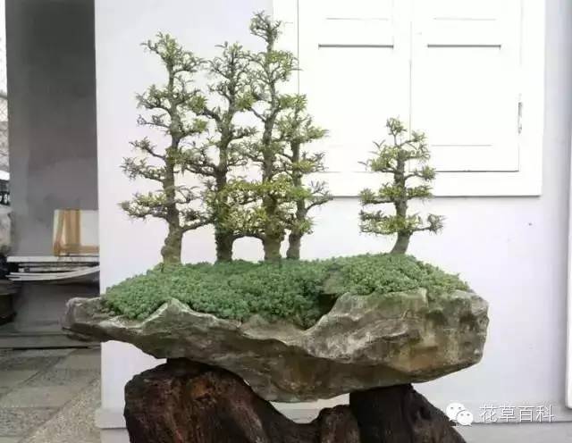 丛林式的盆景艺术，亮瞎了！