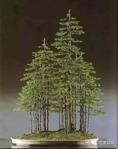 丛林式的盆景艺术，亮瞎了！