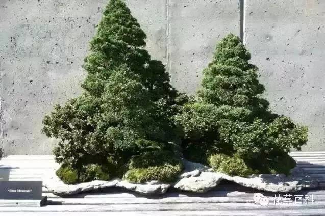 丛林式的盆景艺术，亮瞎了！