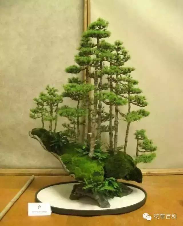 丛林式的盆景艺术，亮瞎了！