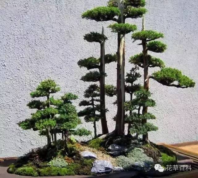 丛林式的盆景艺术，亮瞎了！