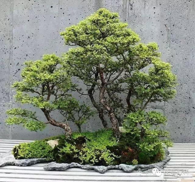 丛林式的盆景艺术，亮瞎了！