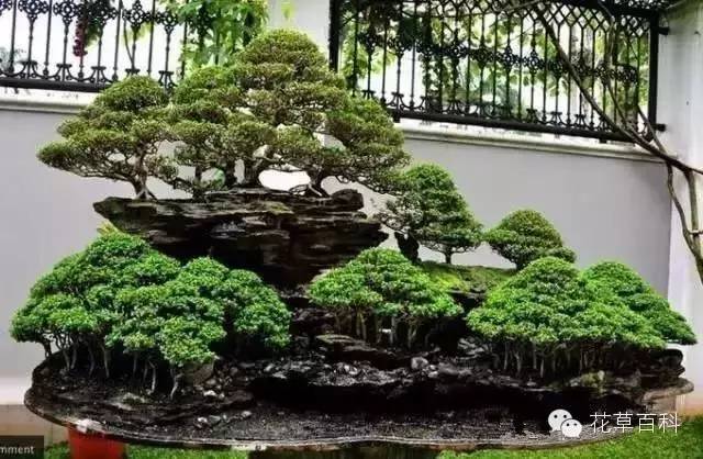 丛林式的盆景艺术，亮瞎了！