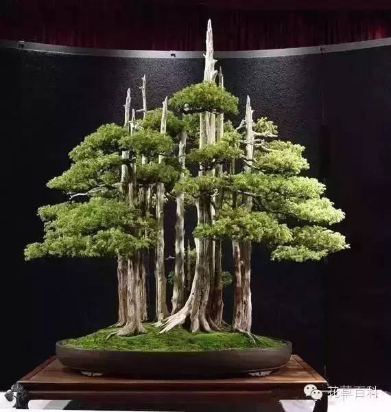 丛林式的盆景艺术，亮瞎了！