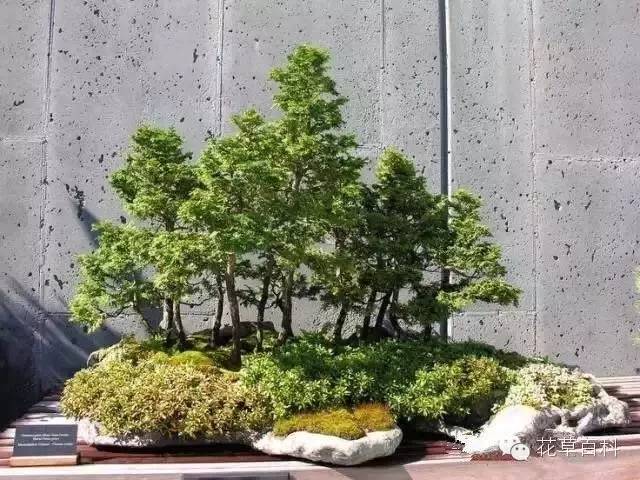 丛林式的盆景艺术，亮瞎了！