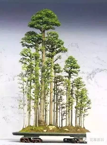 丛林式的盆景艺术，亮瞎了！