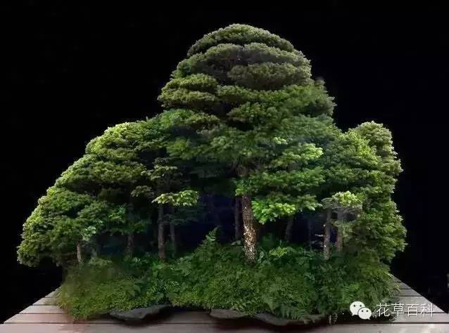丛林式的盆景艺术，亮瞎了！