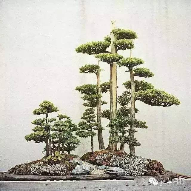 丛林式的盆景艺术，亮瞎了！