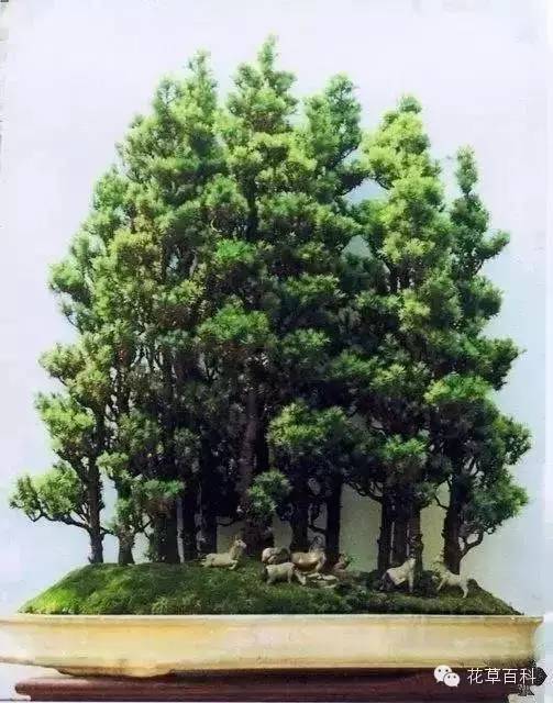 丛林式的盆景艺术，亮瞎了！