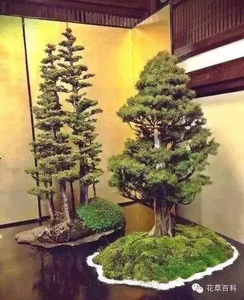 丛林式的盆景艺术，亮瞎了！
