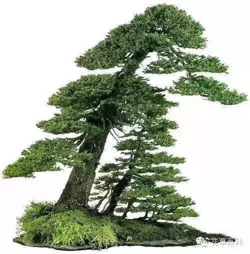 丛林式的盆景艺术，亮瞎了！