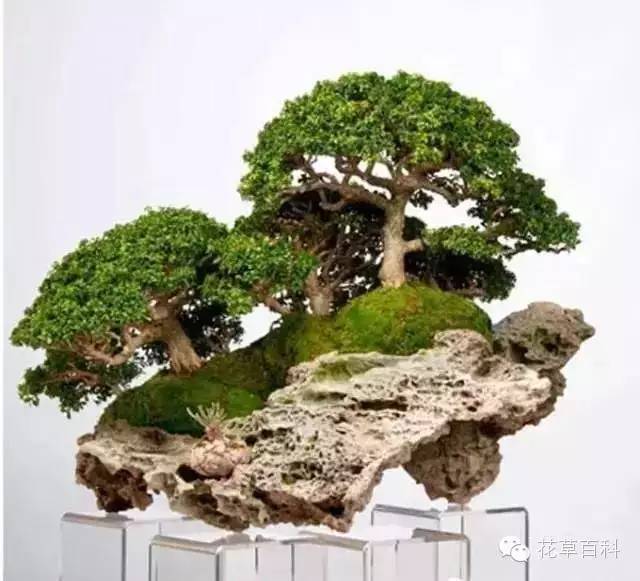 丛林式的盆景艺术，亮瞎了！