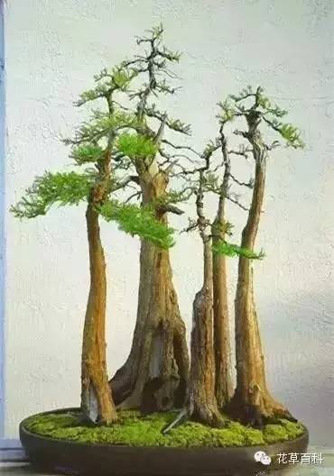 丛林式的盆景艺术，亮瞎了！