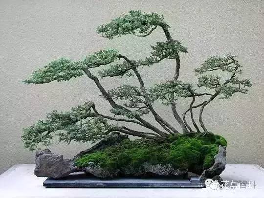 丛林式的盆景艺术，亮瞎了！