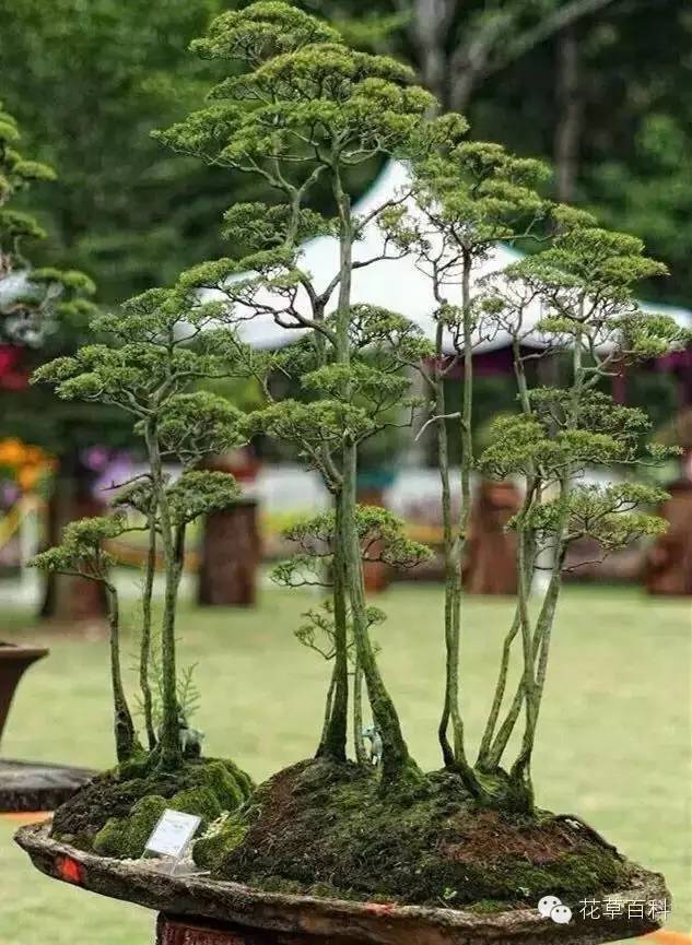 丛林式的盆景艺术，亮瞎了！