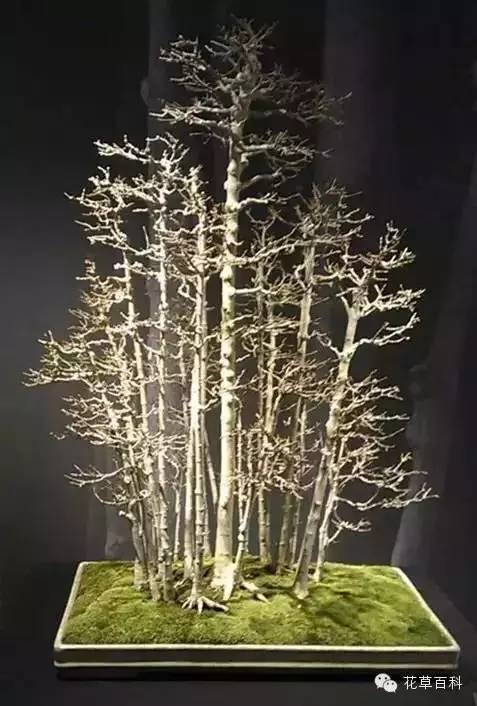 丛林式的盆景艺术，亮瞎了！