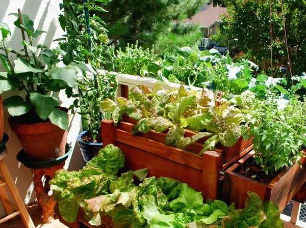 蔬菜种植时间大全，阳台蔬菜种起来！