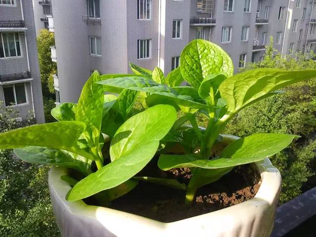 蔬菜种植时间大全，阳台蔬菜种起来！