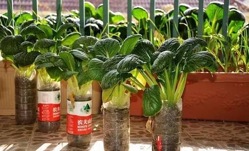 蔬菜种植时间大全，阳台蔬菜种起来！