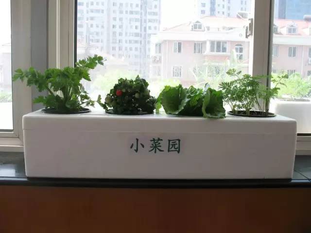 蔬菜种植时间大全，阳台蔬菜种起来！