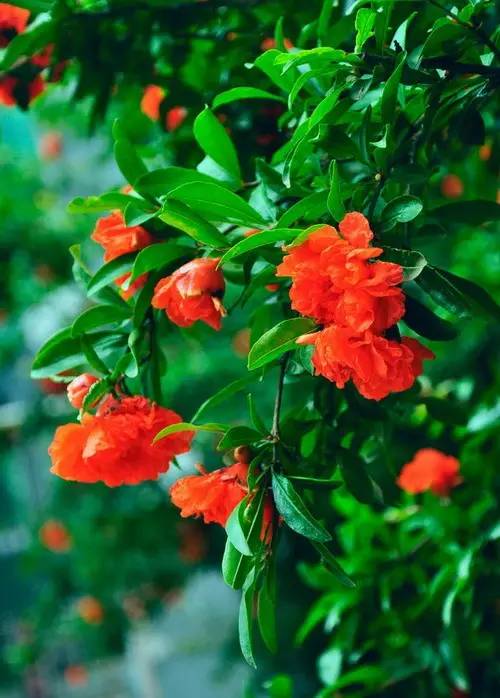 水果吃得多了 果树花不一定都认识吧！