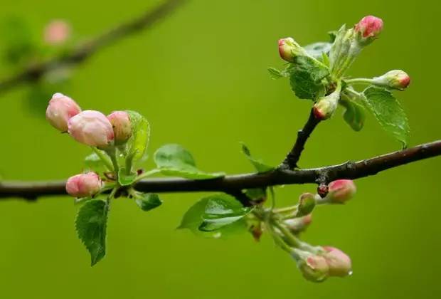 水果吃得多了 果树花不一定都认识吧！