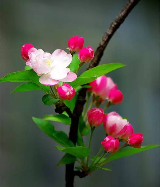 水果吃得多了 果树花不一定都认识吧！