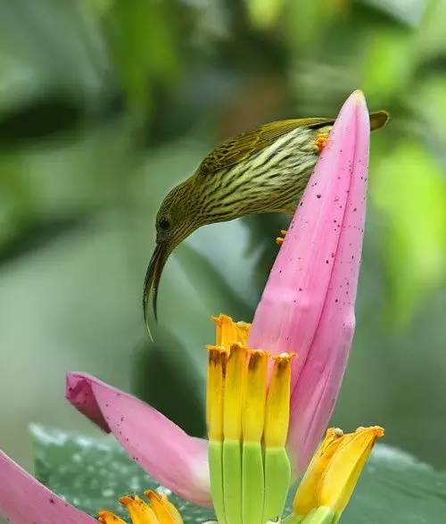 水果吃得多了 果树花不一定都认识吧！