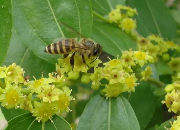 水果吃得多了 果树花不一定都认识吧！