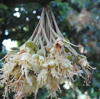 水果吃得多了 果树花不一定都认识吧！