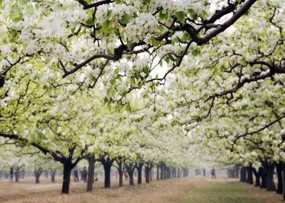 水果吃得多了 果树花不一定都认识吧！