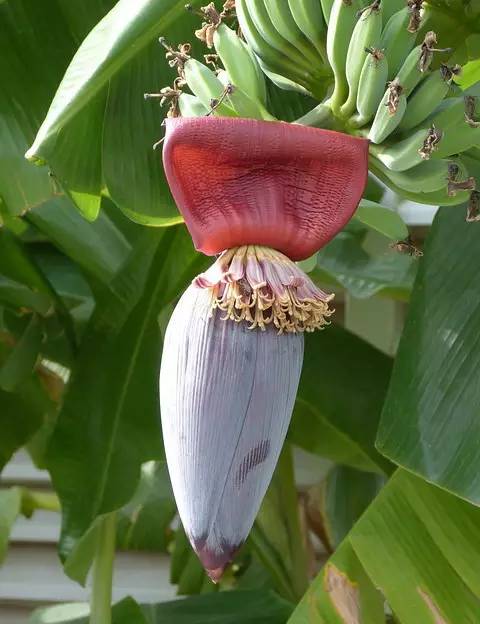 水果吃得多了 果树花不一定都认识吧！