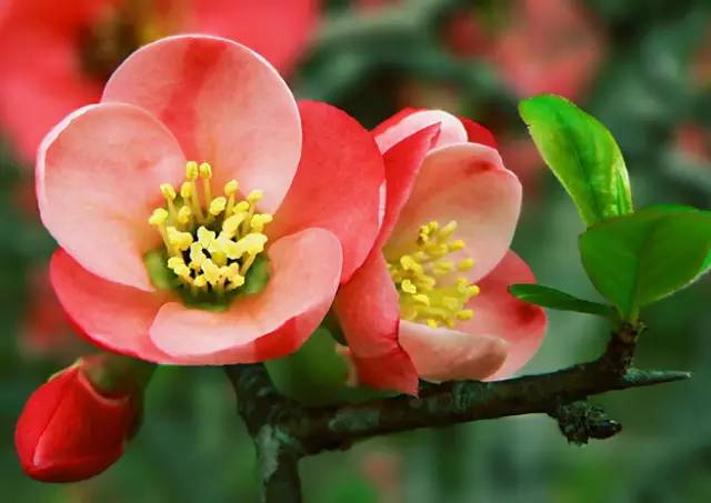 水果吃得多了 果树花不一定都认识吧！