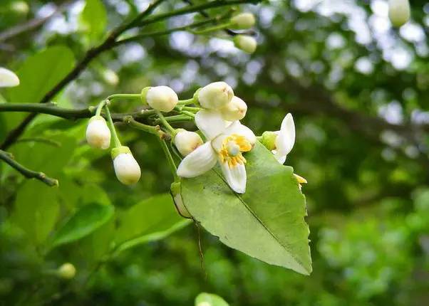 水果吃得多了 果树花不一定都认识吧！
