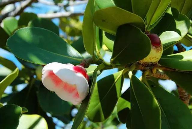 水果吃得多了 果树花不一定都认识吧！
