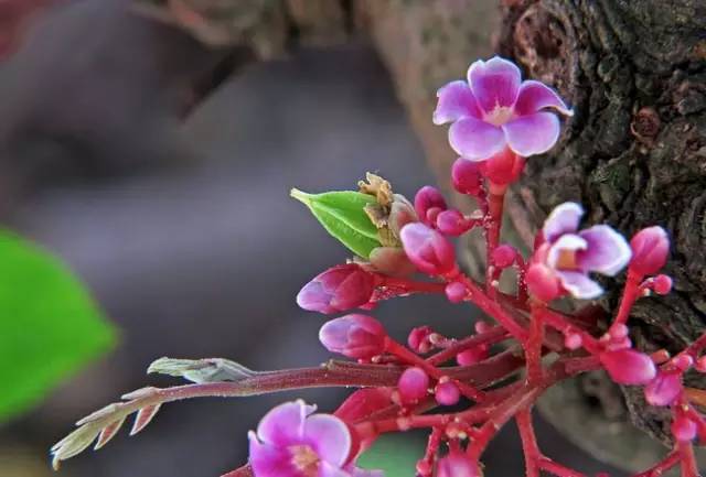 水果吃得多了 果树花不一定都认识吧！
