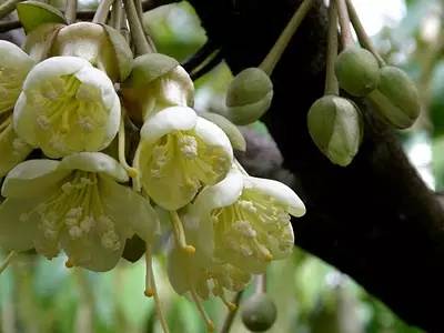 水果吃得多了 果树花不一定都认识吧！