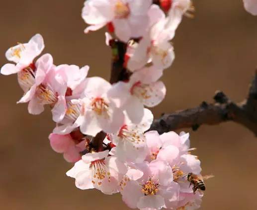 水果吃得多了 果树花不一定都认识吧！