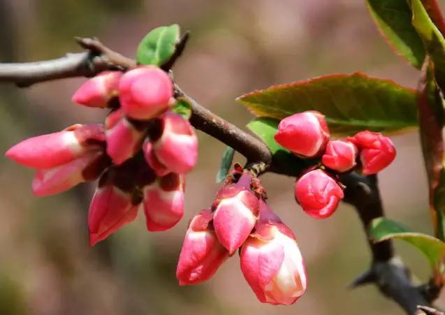 水果吃得多了 果树花不一定都认识吧！
