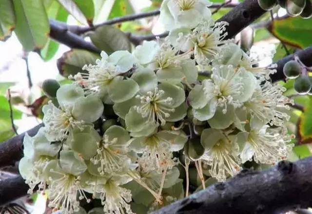 水果吃得多了 果树花不一定都认识吧！