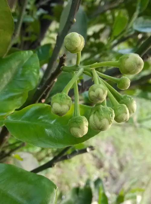 水果吃得多了 果树花不一定都认识吧！